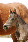 Quarter Horse Foal