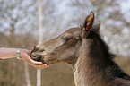 Quarter Horse Foal