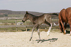 Quarter Horse Foal