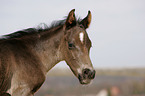 Quarter Horse Foal