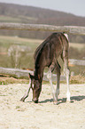 Quarter Horse Foal