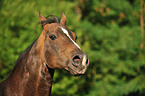 Quarter Horse Portrait