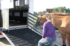 loading a Quarter Horse