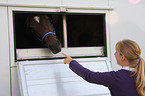 Quarter Horse in horsetransporter