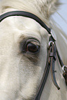 Quarter Horse eye