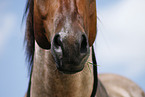 Quarter Horse Mouth