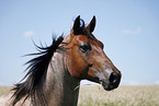 Quarter Horse Portrait