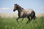 running Quarter Horse