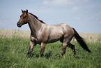 running Quarter Horse