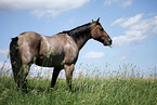 standing Quarter Horse