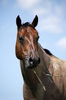 Quarter Horse Portrait