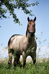 standing Quarter Horse