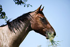 Quarter Horse Portrait