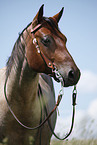 Quarter Horse Portrait