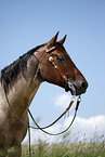 Quarter Horse Portrait