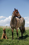 Quarter Horse and Airedale Terrier