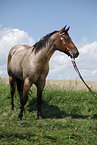 standing Quarter Horse