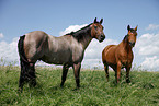 Quarter Horse and Trakehner