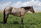 standing Quarter Horse
