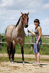 standing Quarter Horse