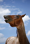 laughing Quarter Horse