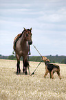 Quarter Horse & Airedale Terrier