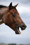 Quarter Horse Portrait