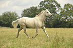 trotting Quarter Horse