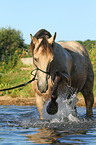 bathing Quarter Horse