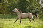 galloping Quarter Horse