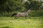 galloping Quarter Horse