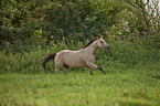 galloping Quarter Horse