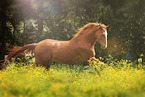 galloping Quarter Horse