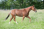 trotting Quarter Horse