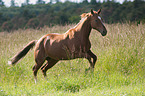 galloping Quarter Horse
