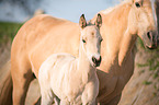 Quarter Horse foal with mother