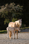 Quarter Horse foal with mother