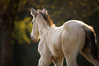 Quarter Horse foal