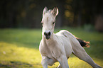 Quarter Horse foal
