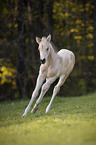 Quarter Horse foal