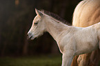 Quarter Horse foal with mother