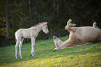Quarter Horse foal with mother