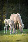 Quarter Horse foal with mother