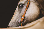 Quarter Horse portrait