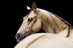 Quarter Horse portrait