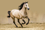 galloping Quarter Horse