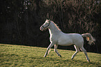 trotting Quarter Horse