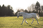 trotting Quarter Horse