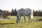 browsing Quarter Horse