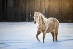 trotting Quarter Horse